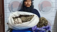 Nenek 57 Tahun Ditangkap, Diduga Edarkan 3,7 Kg Ganja