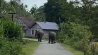 Dua Gajah Masuk Pemukiman Woyla Aceh Barat