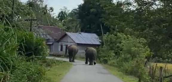 Dua Gajah Masuk Pemukiman Woyla Aceh Barat