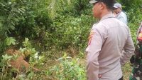 Harimau Mangsa Kambing Warga di Aceh Timur, Polisi Imbau Waspada
