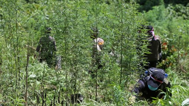 Bea Cukai dan BNN Musnahkan 3 Hektare Ladang Ganja di Aceh