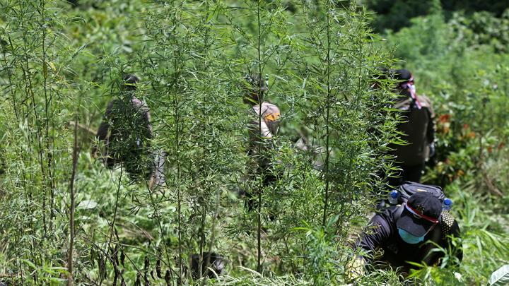 Bea Cukai dan BNN Musnahkan 3 Hektare Ladang Ganja di Aceh