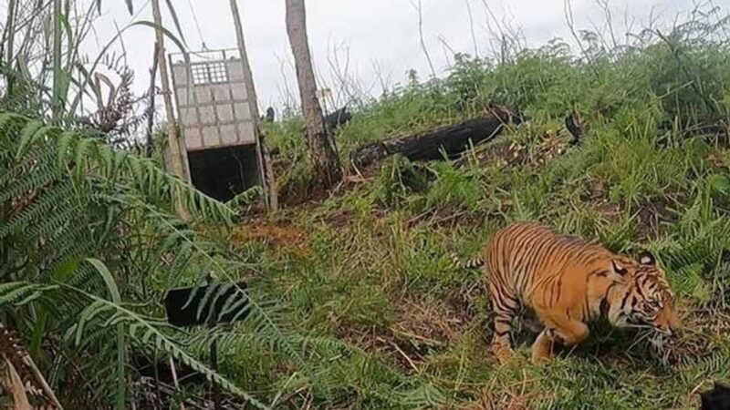 Harimau Sumatera Asal Barumun Kembali Dilepasliarkan di TNGL Gayo Lues