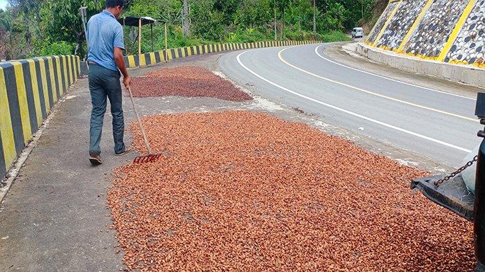 Salat ke Masjid, Petani di Aceh Tenggara Kehilangan 20 Kg Kakao yang Dijemur di Tepi Jalan