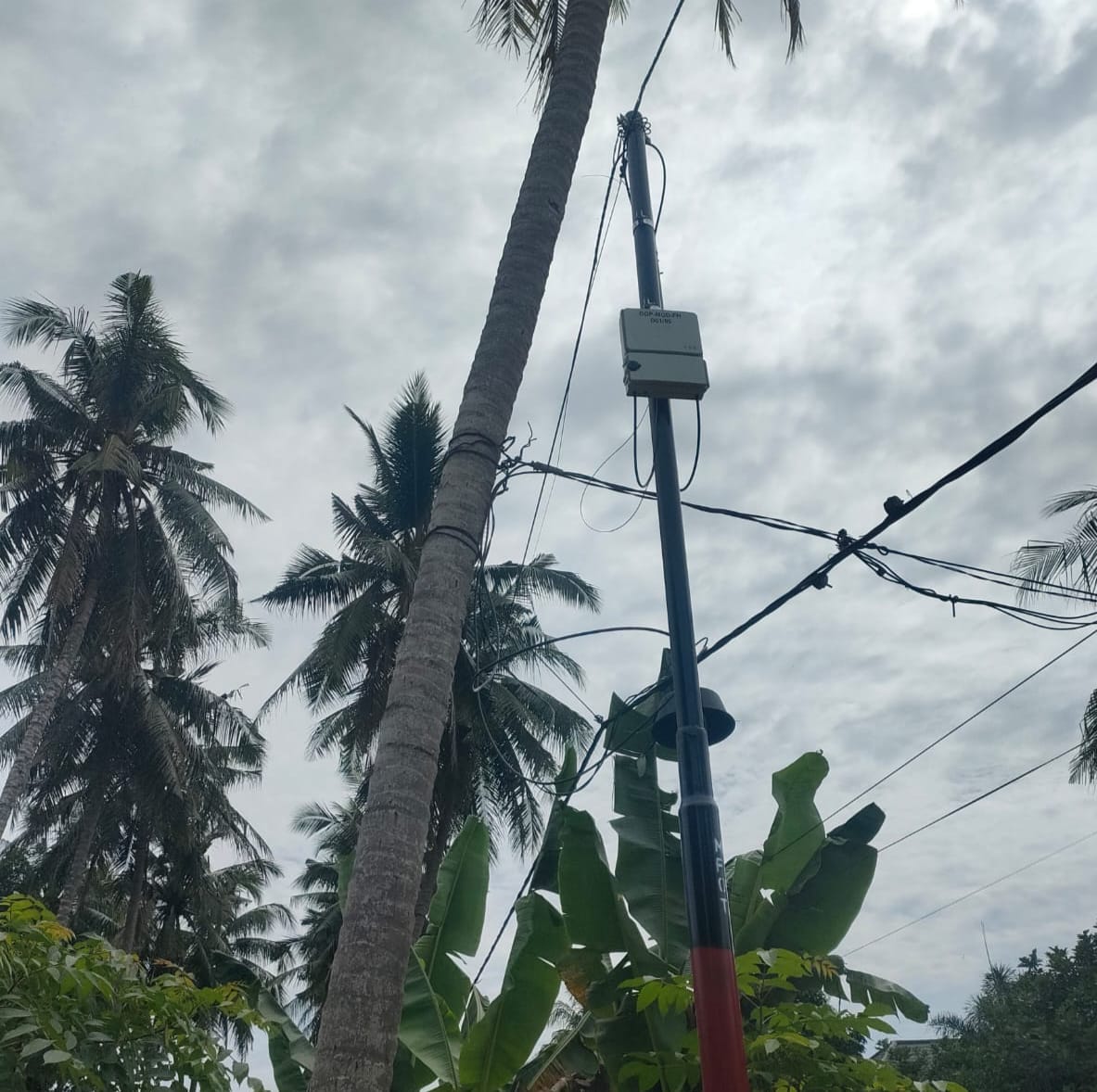 Duh… Ancam Keselamatan Warga! Kabel Listrik PLN Disambung ke Pohon Kelapa, Warga Bireuen Takut dan Terganggu