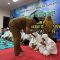 BUPATI ARMIA TEPUNG TAWARI 174 JCH ACEH TAMIANG