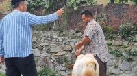 Jelang Idul Adha, DPRK Aceh Tengah Ingatkan Pentingnya Seleksi Hewan Kurban Sehat
