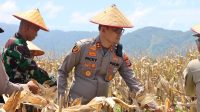 Polres Aceh Selatan Kembali Melakukan Panen Raya Jagung Dukung Ketahanan Pangan Nasional