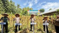 Kapolres Pidie Panen Jagung di Kembang Tanjung