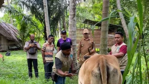 Persediaan hewan kurban di Aceh Besar sebanyak 3.199 ekor