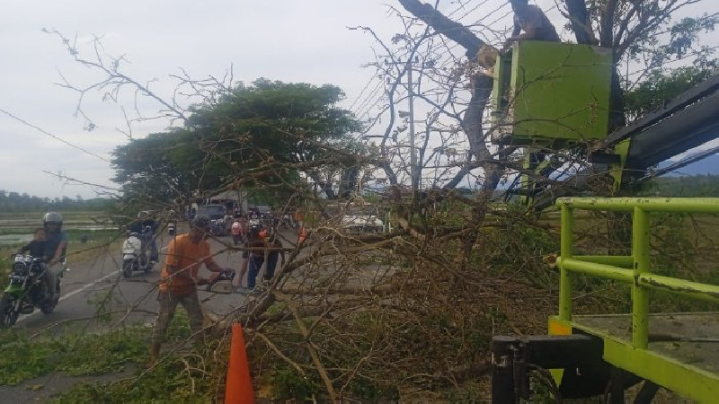 DLH Aceh Besar Potong Dahan Pohon Retak di Kuta Cot Glie