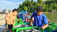 Tangkapan ikan nelayan di PPI Aceh Jaya capai 300 ton lebih per bulan