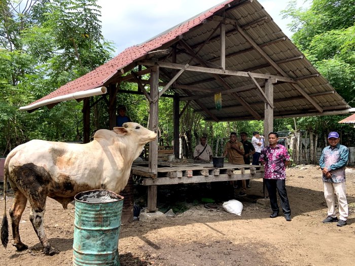 Sabang terima dua ekor sapi kurban dari Presiden Prabowo