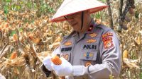 Wakapolda Aceh Panen Raya Jagung Serentak Kuartal II