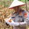 Wakapolda Aceh Panen Raya Jagung Serentak Kuartal II