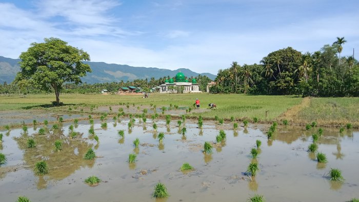 Tahun 2025 Aceh Besar Target Tanam Padi 37.000 Hektar