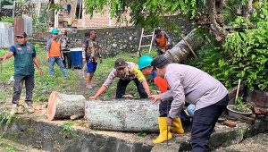 Pohon Tumbang Rusak Dua Rumah Warga di Sabang