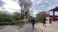 Angin Kencang Tumbangkan Pohon di 4 Lokasi di Aceh Besar, Sempat Tutupi Jalan dan Sudah Dibersihkan