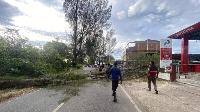 Angin Kencang Tumbangkan Pohon di 4 Lokasi di Aceh Besar, Sempat Tutupi Jalan dan Sudah Dibersihkan