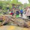 Pohon Tumbang Tutupi Jalan di Aceh Besar