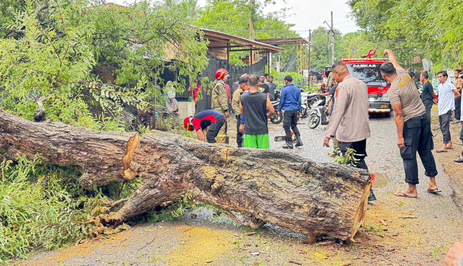 Pohon Tumbang Tutupi Jalan di Aceh Besar