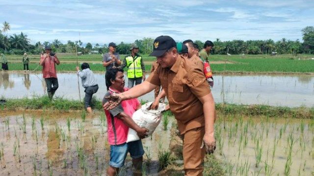 Petani di Aceh Tamiang Terancam Gagal Panen, Bupati Tabur Pupuk Kompos ke Areal Sawah Gosong Palsu