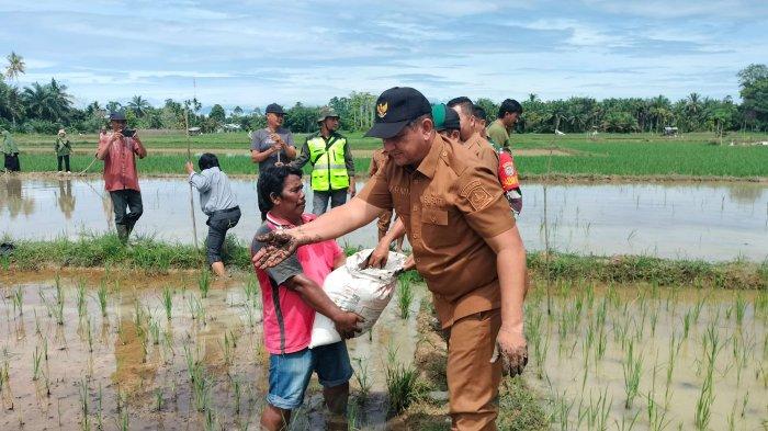Petani di Aceh Tamiang Terancam Gagal Panen, Bupati Tabur Pupuk Kompos ke Areal Sawah Gosong Palsu