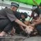 Jafar Meninggal Dunia Ditendang Sapi Kurban
