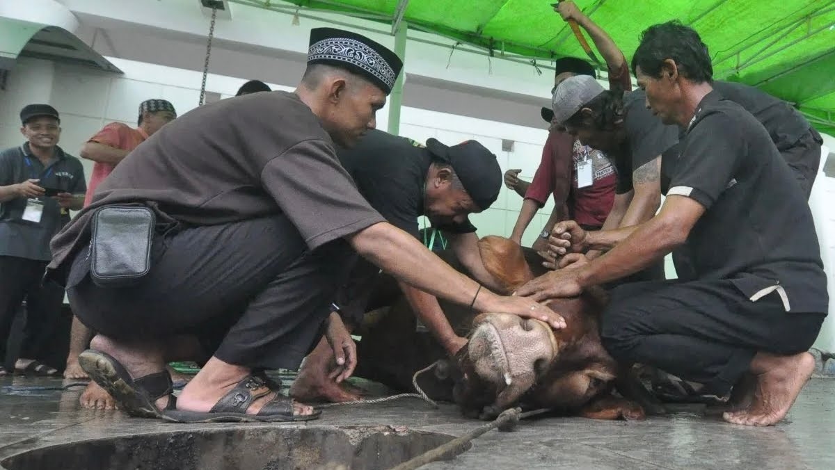 Jafar Meninggal Dunia Ditendang Sapi Kurban