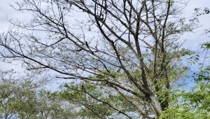 Masyarakat Simeulue Minta Dinas Lingkungan Hidup (DLH) Lebih Intens Perhatikan Pohon Pelindung Pinggir Jalan
