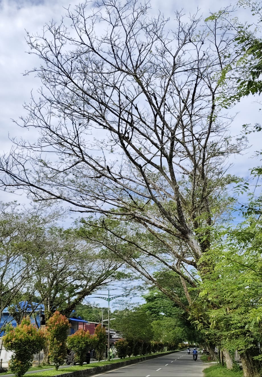 Masyarakat Simeulue Minta Dinas Lingkungan Hidup (DLH) Lebih Intens Perhatikan Pohon Pelindung Pinggir Jalan