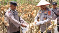 Wakapolda Aceh Panen Raya Jagung Serentak Kuartal II
