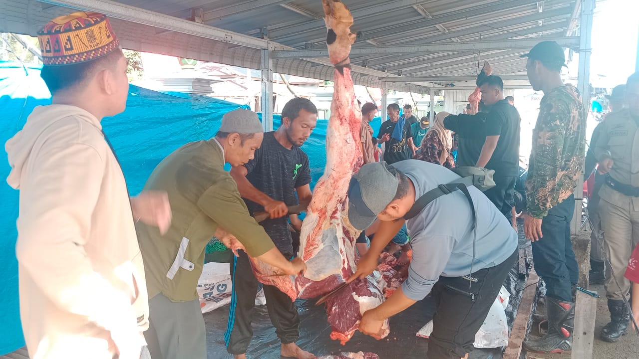 Sapi kurban Idul Adha 1446 Hijriah Presiden Prabowo Subianto Telah Disembelih di Masjid Baitulrahman, Kota Sinabang Kecamatan Simeulue Timur