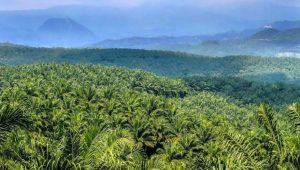 Polemik Lahan PT Raja Marga di Simeulue, Harapan pada Pemerintahan Baru