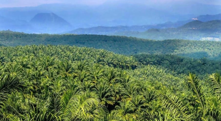 Polemik Lahan PT Raja Marga di Simeulue, Harapan pada Pemerintahan Baru