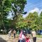 DLHK Tanggap Cepat Atasi Pohon Lapuk di Pinggir Jalan Kota Sinabang