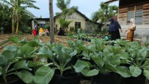 DPRK dorong KWT Banda Aceh ikut menyuplai bahan baku dapur BMG