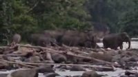 Sebanyak 30 Ekor Gajah Sumatera Melintas di Pemukiman Warga, BKSDA Dinilai Lamban