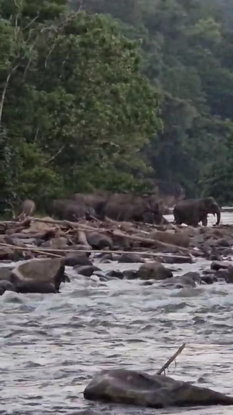 Sebanyak 30 Ekor Gajah Sumatera Melintas di Pemukiman Warga, BKSDA Dinilai Lamban