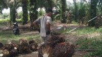 Sawit, Komoditas Andalan Aceh Singkil, Harganya Turun, Perekonomian Warga Langsung Berdampak Lesu