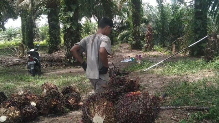 Sawit, Komoditas Andalan Aceh Singkil, Harganya Turun, Perekonomian Warga Langsung Berdampak Lesu