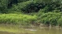Teror Buaya Berlanjut di Aceh Timur, Santai Memperlihatkan Diri di Sungai Saat Didatangi Warga