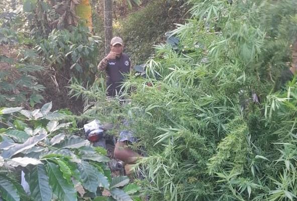 Polisi Temukan Tanaman Ganja Siap Panen di Kebun Kopi Bener Meriah