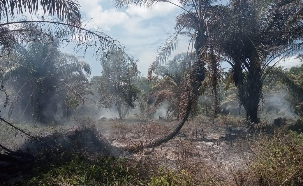 4 Kecamatan di Aceh Barat Terdampak Kebakaran akibat Kemarau