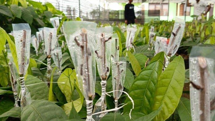 Pertama di Sumatera, Sekolah dan Pusat Riset Kakao Resmi Beroperasi di Aceh Timur