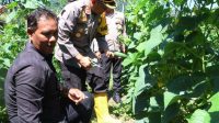 Bersama Petani Binaan, Polres Sabang Panen Timun