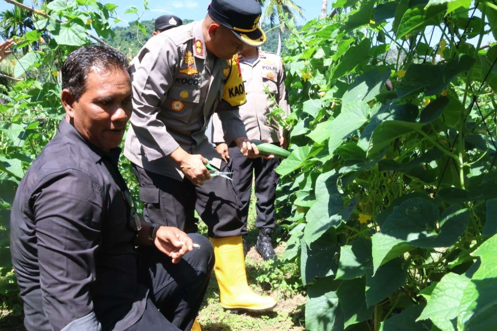 Bersama Petani Binaan, Polres Sabang Panen Timun