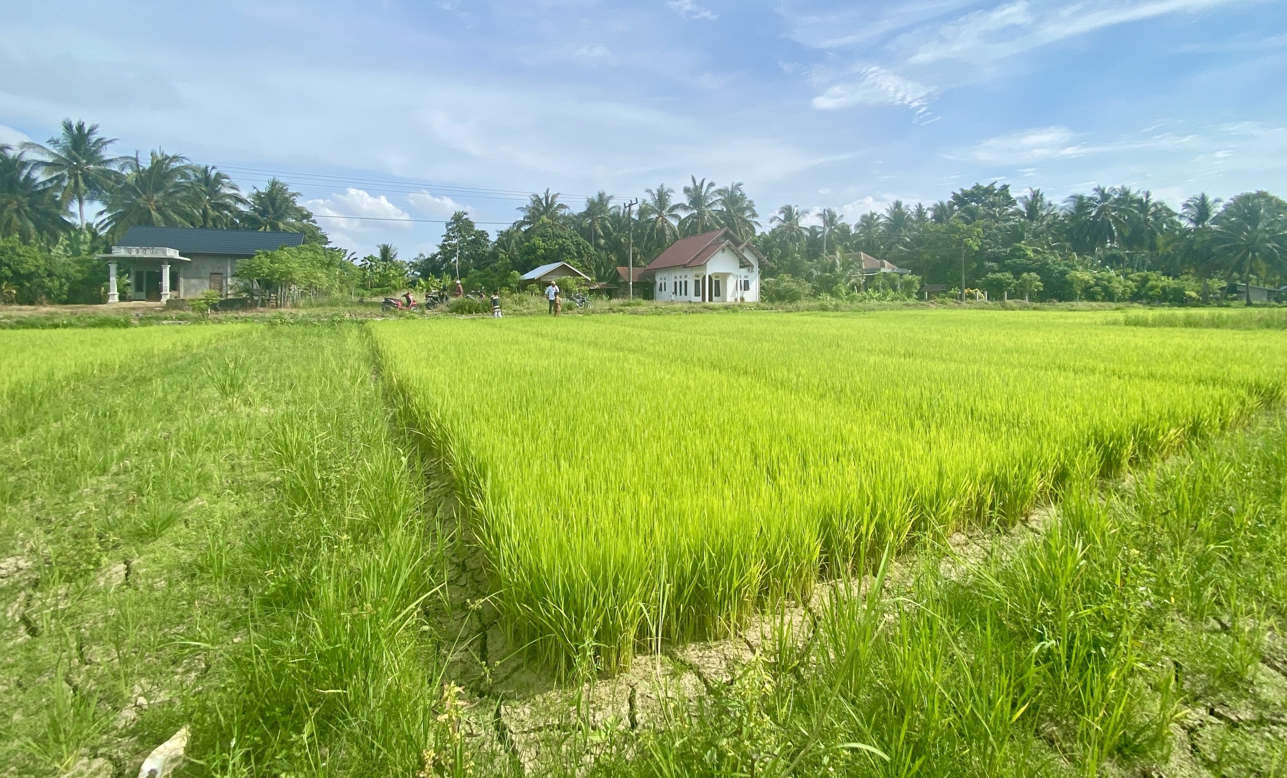 Ribuan Hektare Sawah di Aceh Utara Kekeringan, Petani Merugi Puluhan Juta