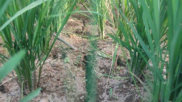 Dilanda Kekeringan, Petani Tunong Bugeng-Aceh Timur Terancam Gagal Panen