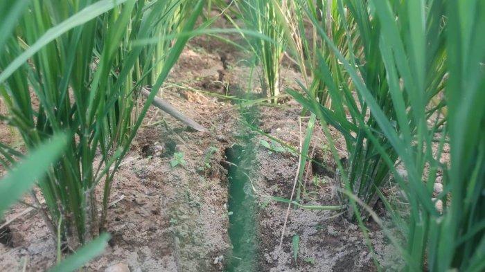Dilanda Kekeringan, Petani Tunong Bugeng-Aceh Timur Terancam Gagal Panen